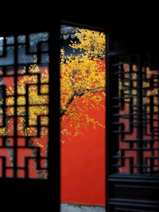 🌼 Wintersweet at Zhaoling Temple | Suzhou's Fragrant Winter Secret