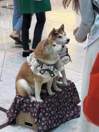 Noëlia at LANDMARK: Christmas village & wishing lake in Central