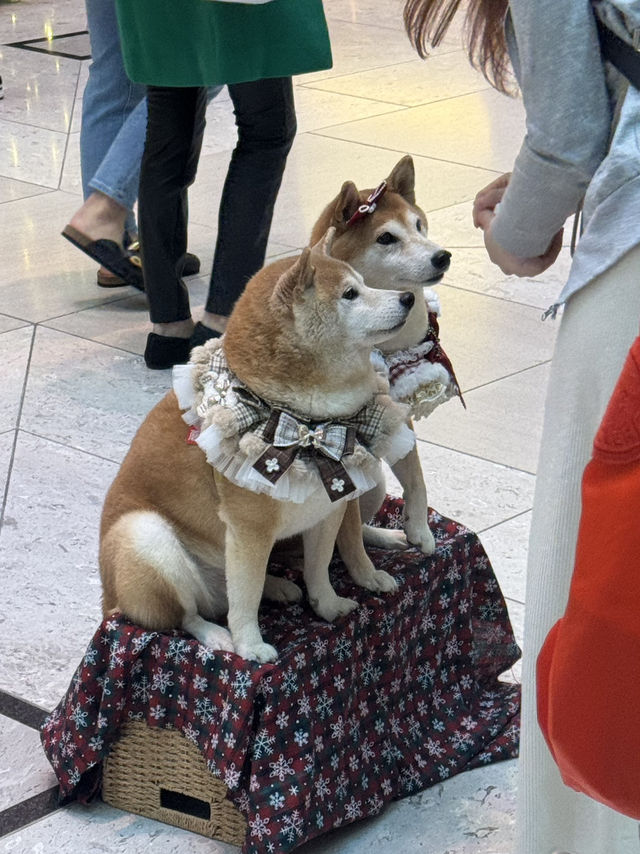 Noëlia at LANDMARK: Christmas village & wishing lake in Central