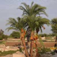 The Colossi of Memnon 🇪🇬