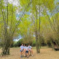 Bamboo Forest 