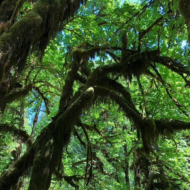 Hidden Gem in the Pacific Northwest