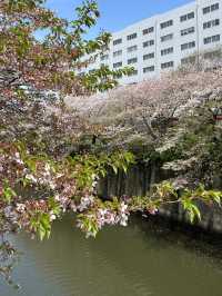 Beauty of end of Sakura season 