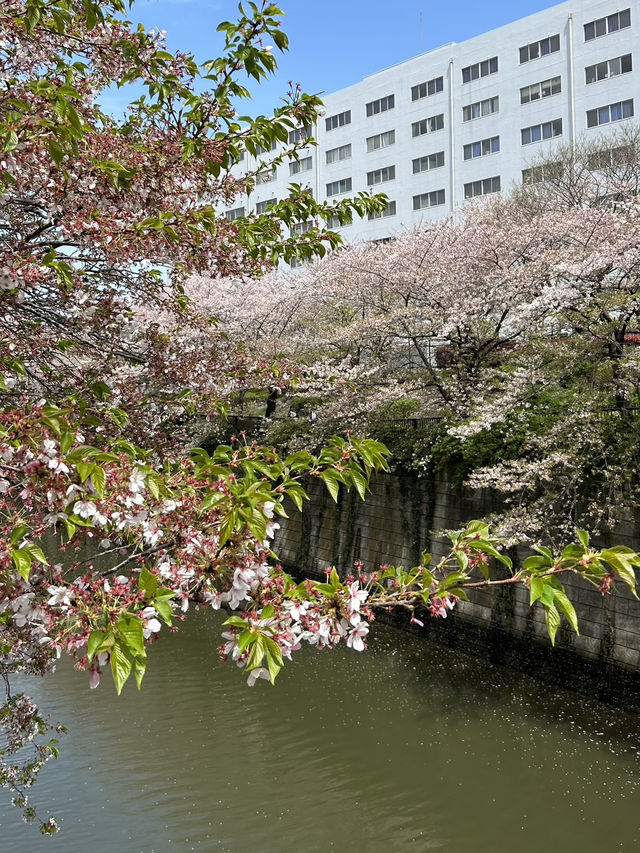Beauty of end of Sakura season 
