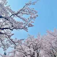 SEOKCHON LAKE'S SAKURA MAGIC | A CHERRY BLOSSOM WONDERLAND