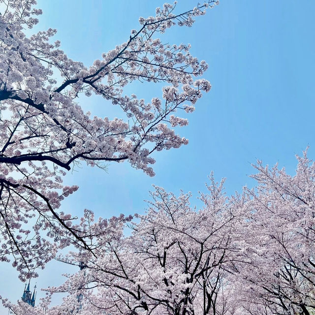 SEOKCHON LAKE'S SAKURA MAGIC | A CHERRY BLOSSOM WONDERLAND