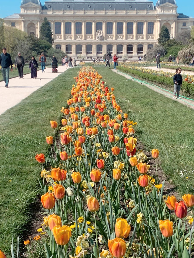 巴黎春天必須體驗百花齊放Jardin des Plantes
