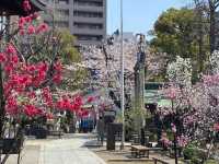 Known for the heroic "Nitenbo mikoshi swinging"