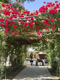 Spring in Dushanbe – A Stroll Through Ahmad Donish Park