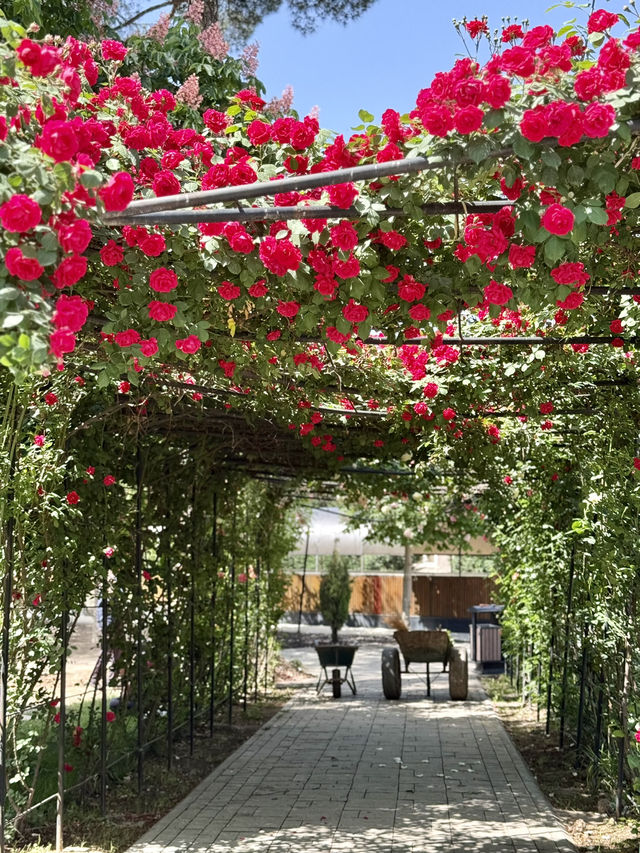 Spring in Dushanbe – A Stroll Through Ahmad Donish Park