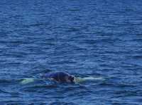 Dana Point - The Whale watching capital of the world! 