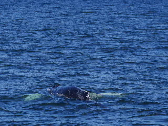 Dana Point - The Whale watching capital of the world! 