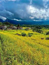 Jatiluwih Rice Terraces, Bali: A Peaceful Tapestry of Tradition and Nature