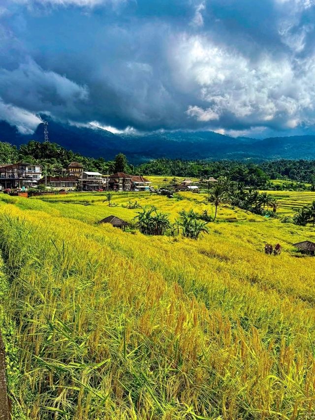 Jatiluwih Rice Terraces, Bali: A Peaceful Tapestry of Tradition and Nature