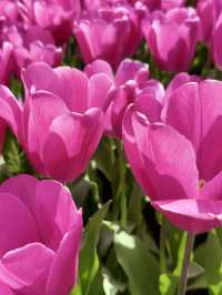 ๐ธ Tulips and Tranquility