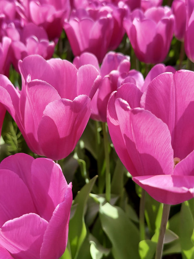 ๐ธ Tulips and Tranquility ๐ธ Tulips and Tranquility