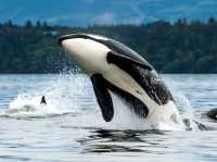 Alaska cruise: Another enjoyable cruise!