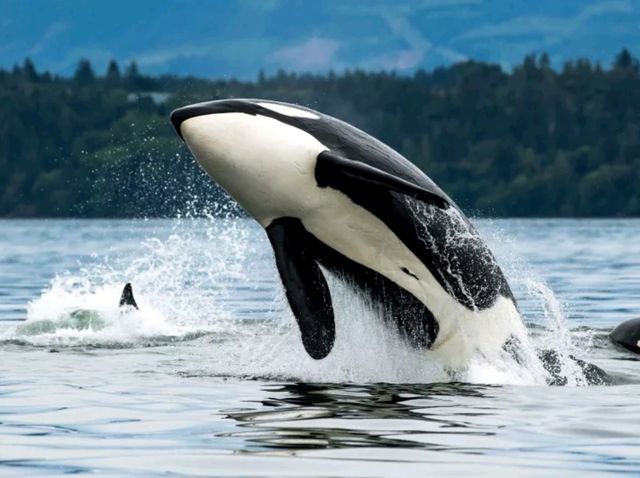 Alaska cruise: Another enjoyable cruise!