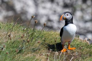 Isle of Staffa: Where Puffins Meet Scotland's Legendary Basalt Cliffs