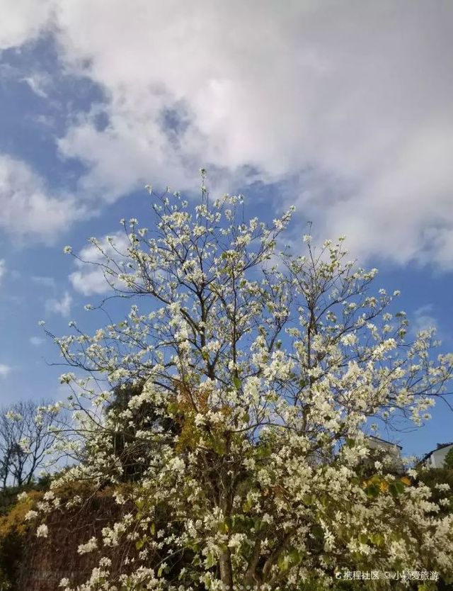 Lychee Park Flower Viewing | Unique White Flowers Show the Beauty