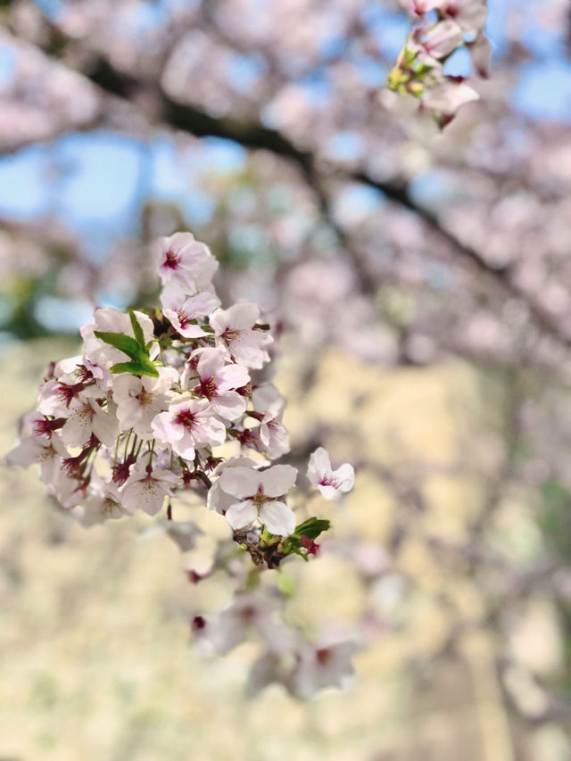 If there were no beautiful cherry blossoms in the world, where could spring hearts find leisure?