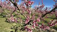 Stroll through Aitona, the flower town of Lleida province in Spain.