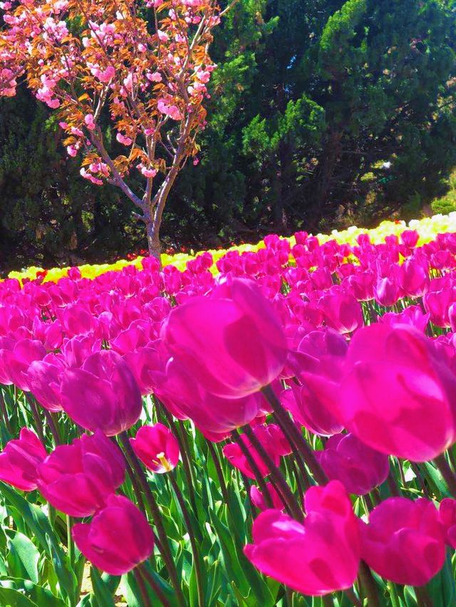 Yantai's Floral Fantasy Awaits🌸🌷🏞️