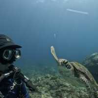 Down in the deep blue sea, my first Scuba