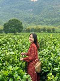 還是本地人會玩清遠積谷裡紅茶谷茶葉DIY體驗～