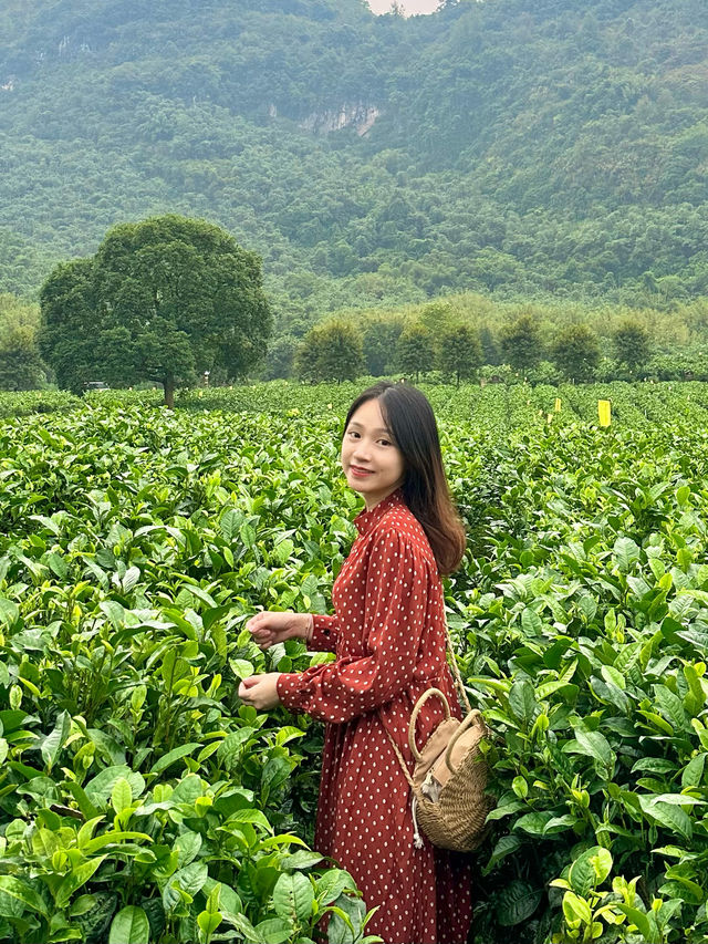 還是本地人會玩清遠積谷裡紅茶谷茶葉DIY體驗～