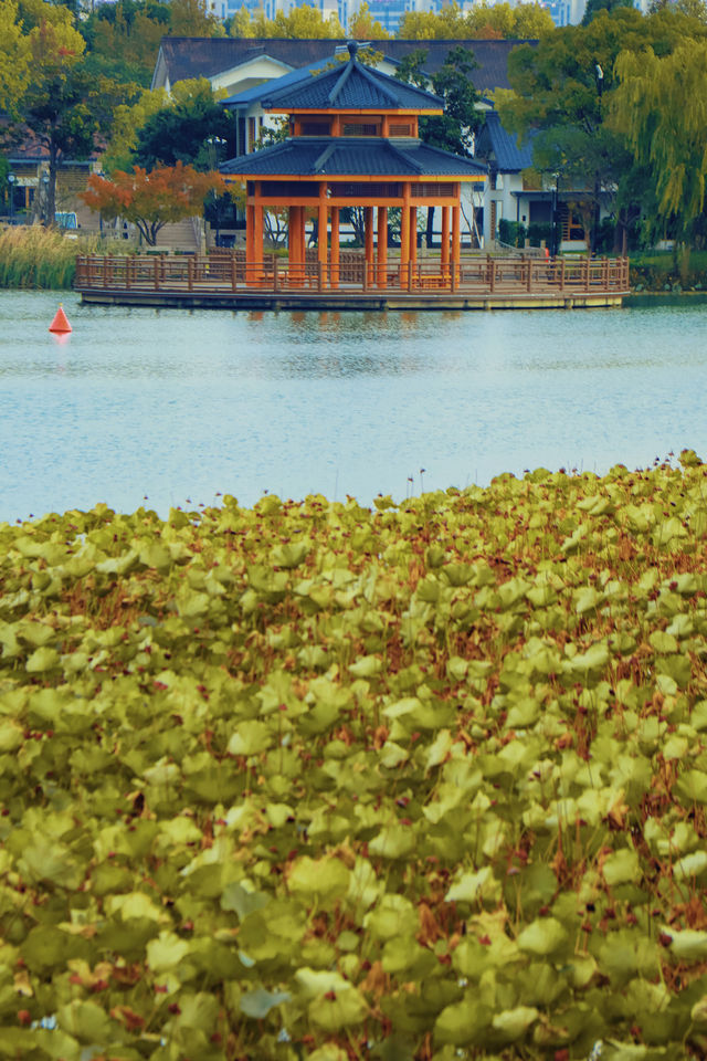 常熟尚湖風景區秋色漸濃，限定秋景欣賞即將到來