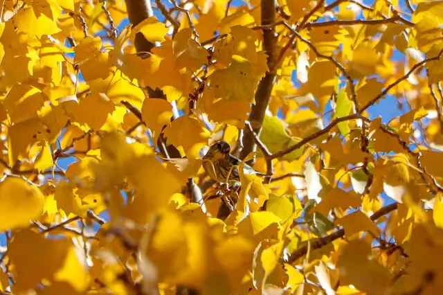 Jinta Populus Euphratica Forest: Encounter a fairy tale in autumn