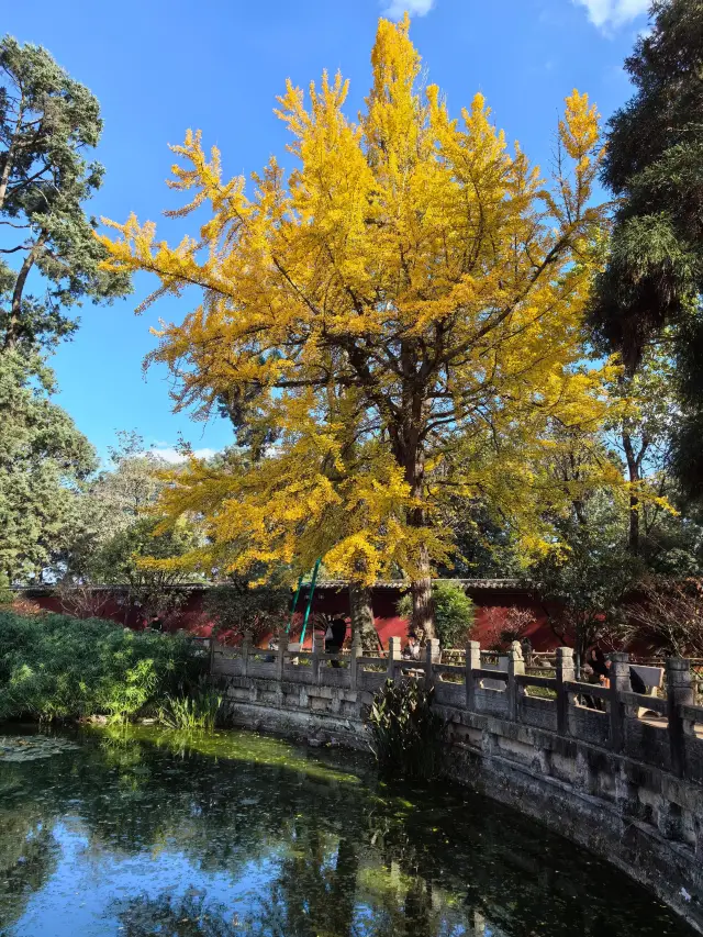 The best place to appreciate ginkgo in Kunming is Huating Temple