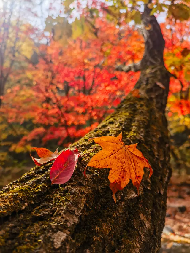 Global Autumn Chasing, how could I miss you in autumn, the land of maple leaves