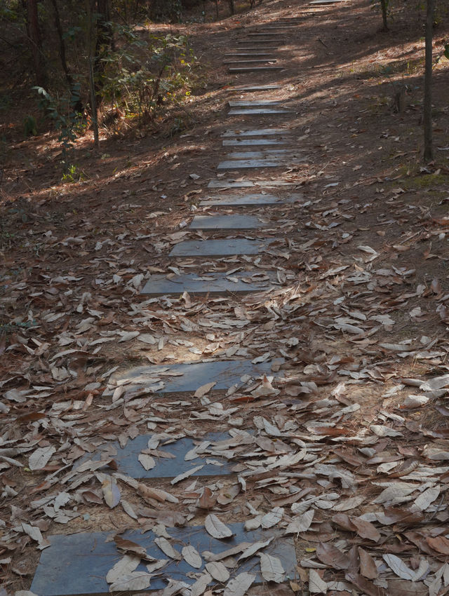 綿陽近郊免費寶藏森林公園