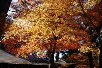 京都最美的紅葉在哪?真如堂