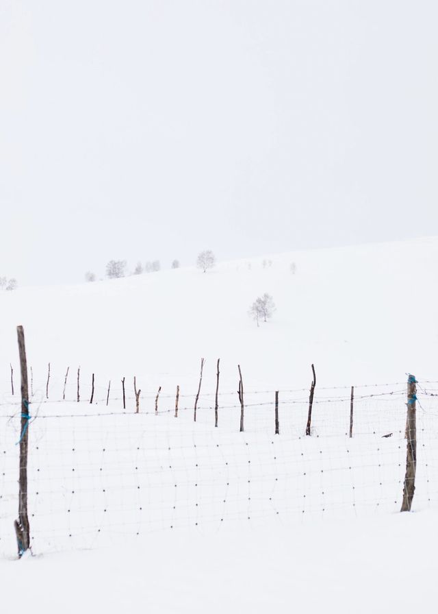 內蒙古烏蘭布統｜可以治癒一切的林海雪原