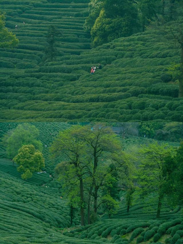 龍塢茶村/天然茶園氧吧