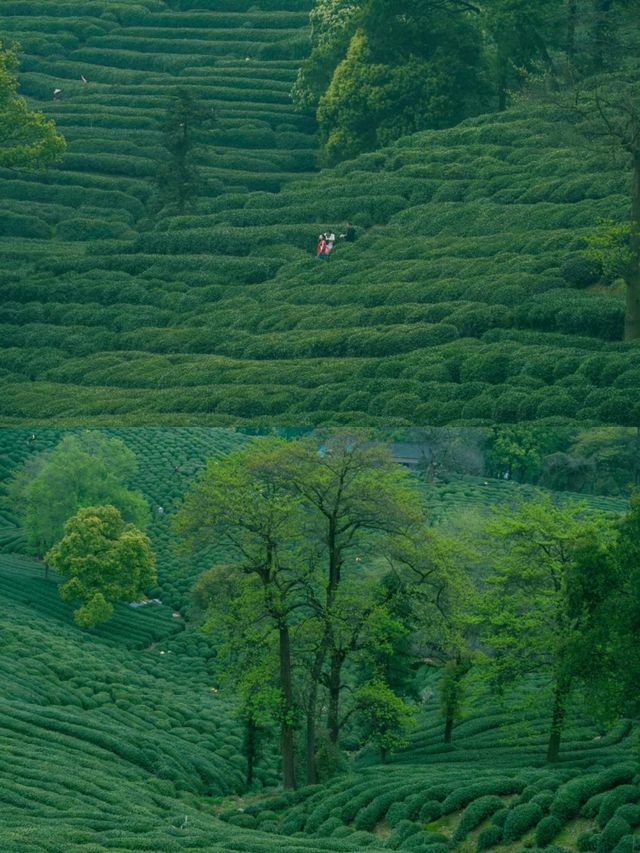 龍塢茶村/天然茶園氧吧