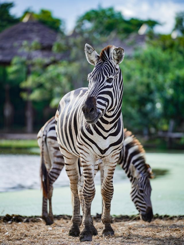 泰國旅行｜這些動物也太有鏡頭感了吧