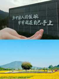 廣州從化|艾米稻香小鎮絕美秋色限時打卡!