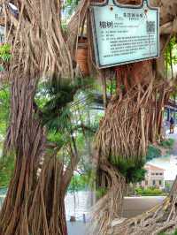 廣州上百年的樹，清朝種植的榕樹
