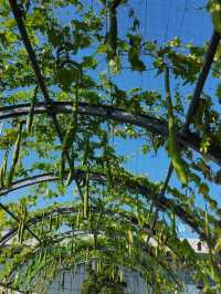 請收下這篇：辰山植物園遊園指南
