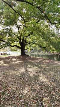 春天的共青森林公園，到哪裡都是風景，71