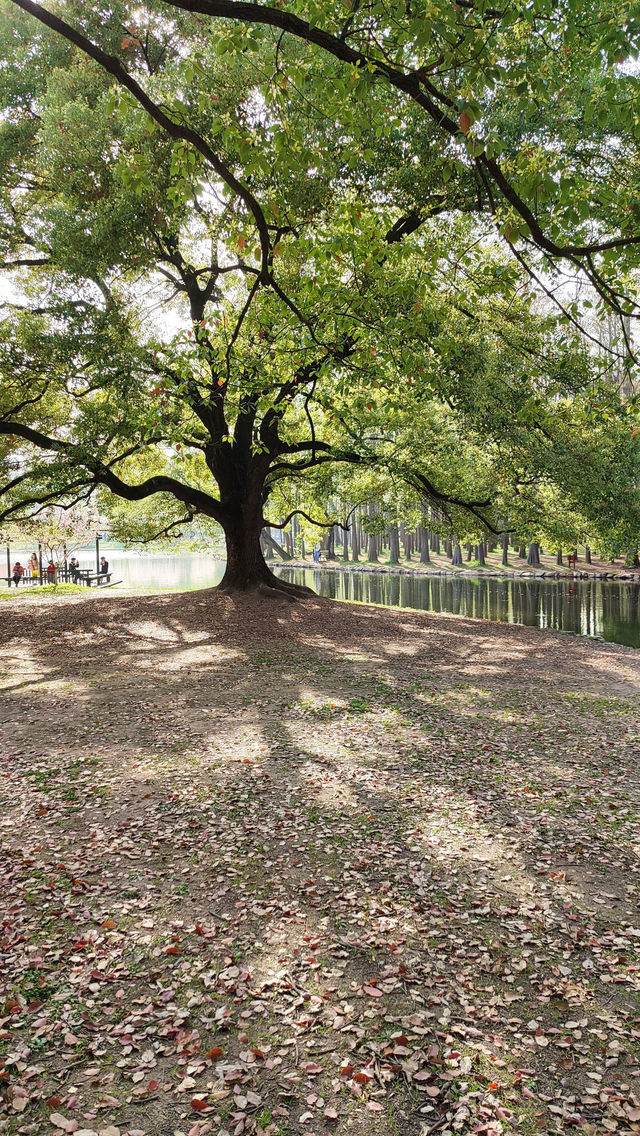 春天的共青森林公園，到哪裡都是風景，71