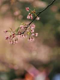 泡泡ooO 南溪山公園（大門）關注桂林|藏在市區裡的百花園香飄