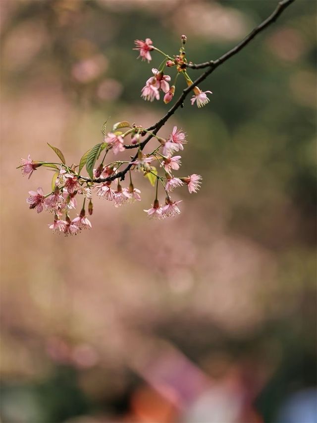 泡泡ooO 南溪山公園（大門）關注桂林|藏在市區裡的百花園香飄