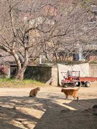 香川·男木島｜海島上的貓貓住民