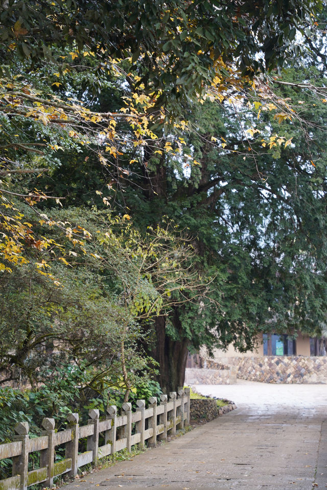 溫州徐巖底｜在八百年古村逛市集、住高顏值民宿