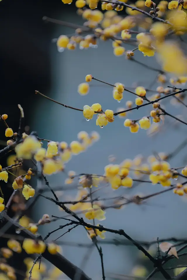 Zhan Garden in Nanjing, Jiangsu - Zhan Garden after the rain, the correct way to appreciate wintersweet